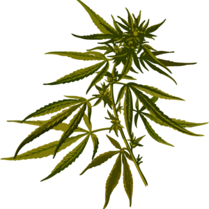 Sativa
