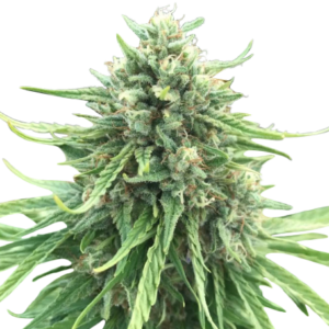 Indica